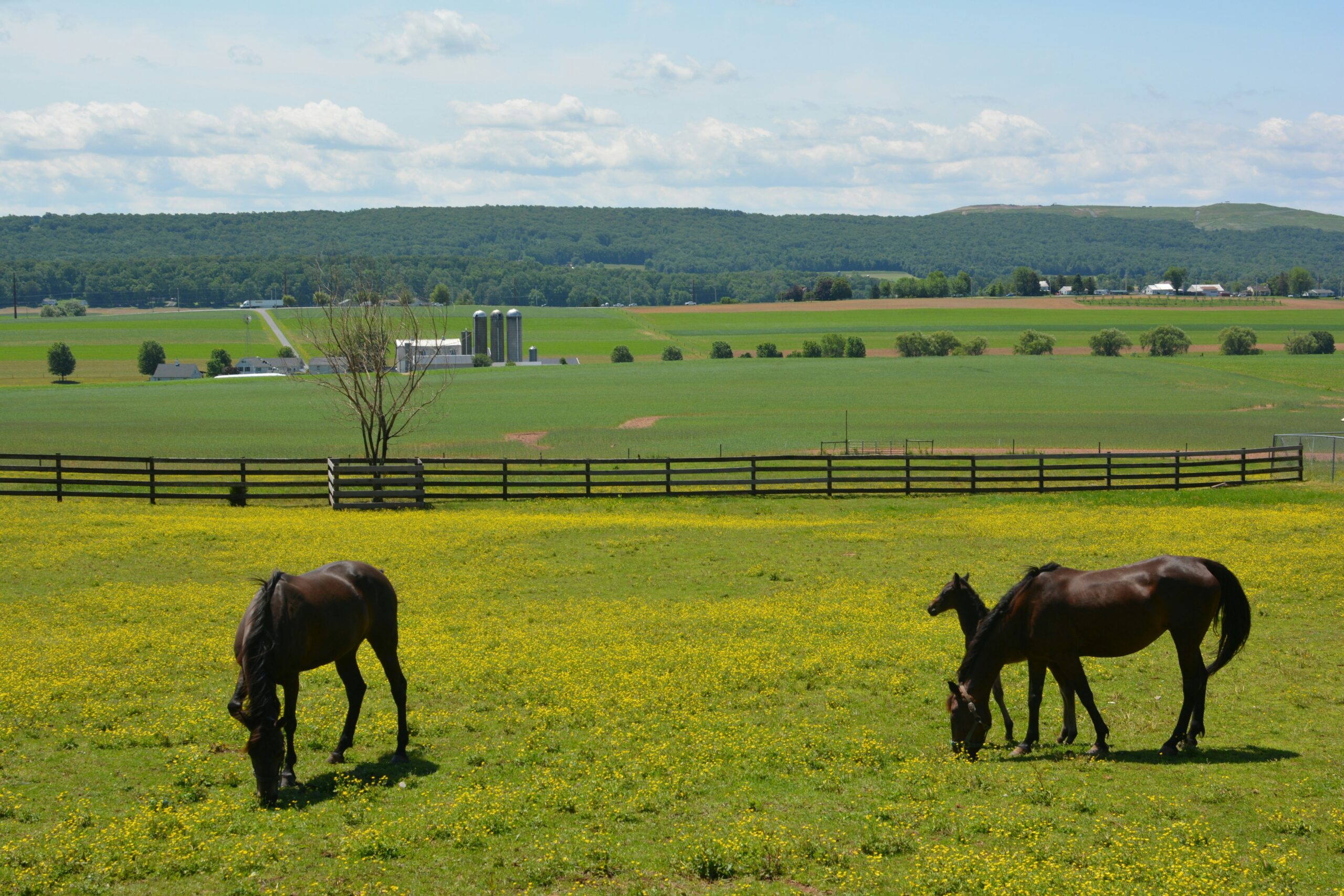 Horse Ranch Discovery: Horse Ranch Locator Launches Comprehensive Directory for Equestrian Facilities Nationwide